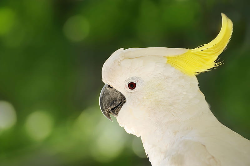 Cockatoo, yello, bird, green, parrot, white, HD wallpaper