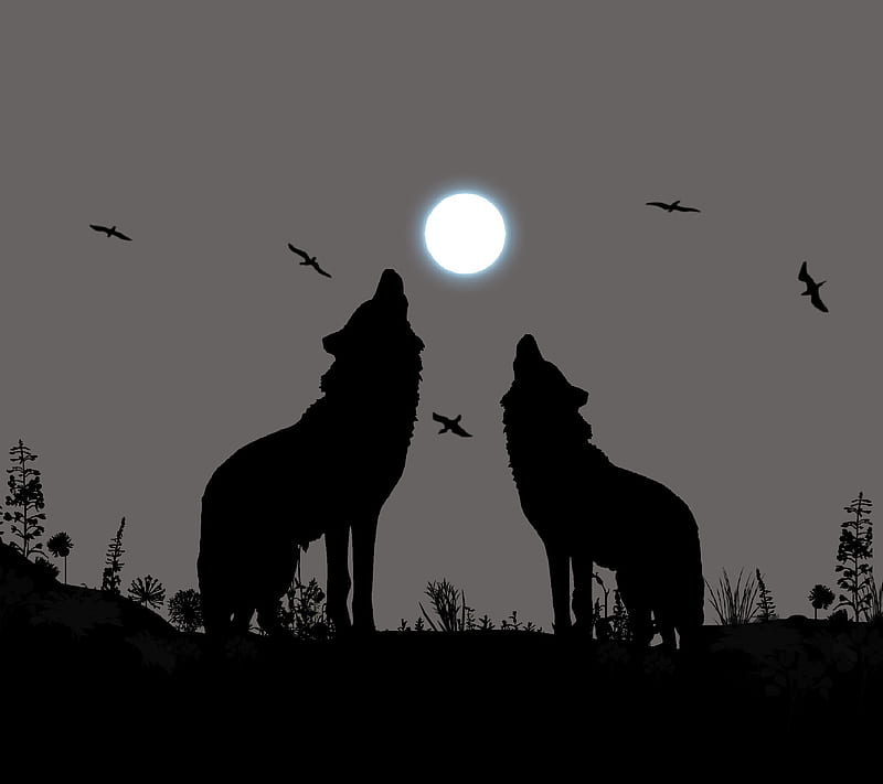 Wild animals 5, wolfes, HD wallpaper