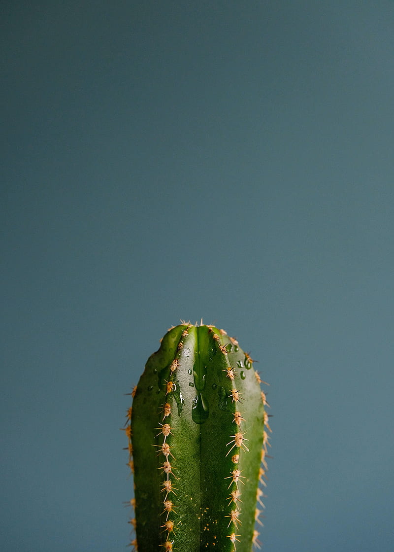cactus, spines, plant, drops, HD phone wallpaper