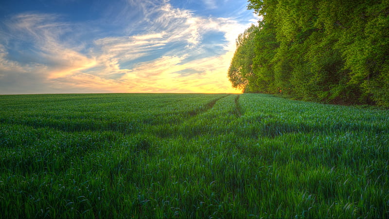 Green Grassy Field Over Horizon, rural, horizon, grass, sunlights, sunset, farm, green, summer, land, season, nature, HD wallpaper