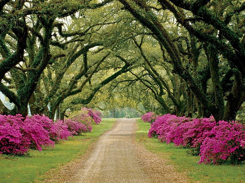 What a peaceful road, flower, nature, srping, road with tress, pink, HD wallpaper