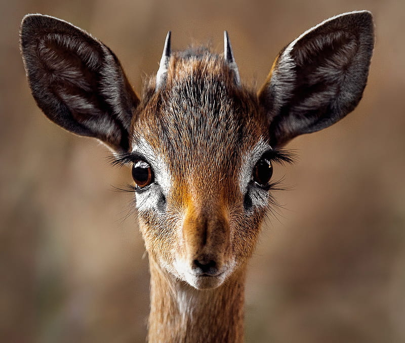 Close-up Portrait of a Antelope, HD wallpaper