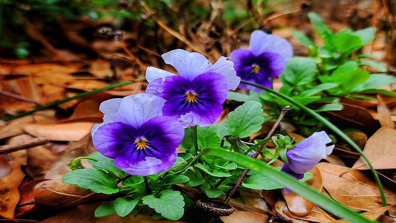 Pansies Popping Up in Texas, blue, plants, spring, blossoms, leaves, HD wallpaper