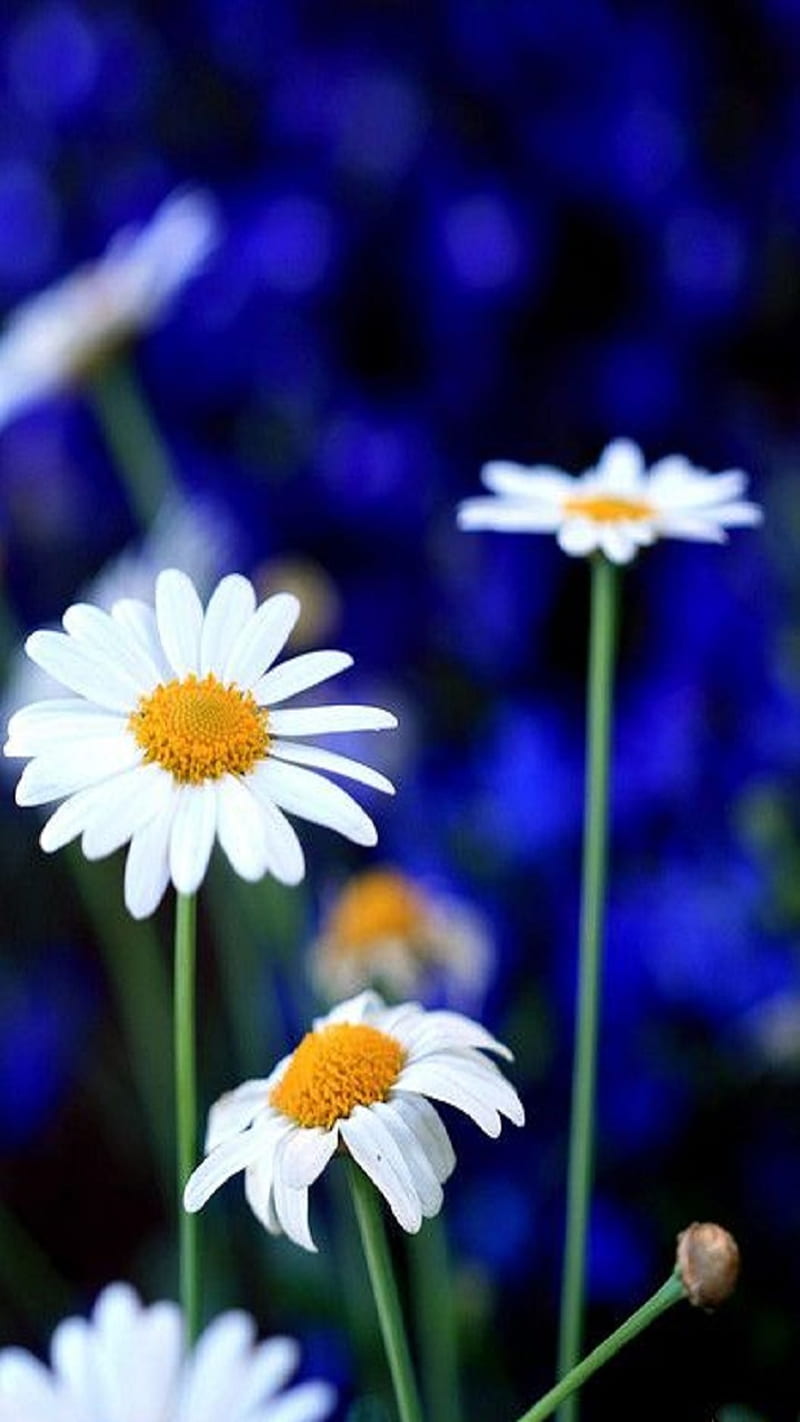 Daisies Flowers Hd Phone Wallpaper Peakpx