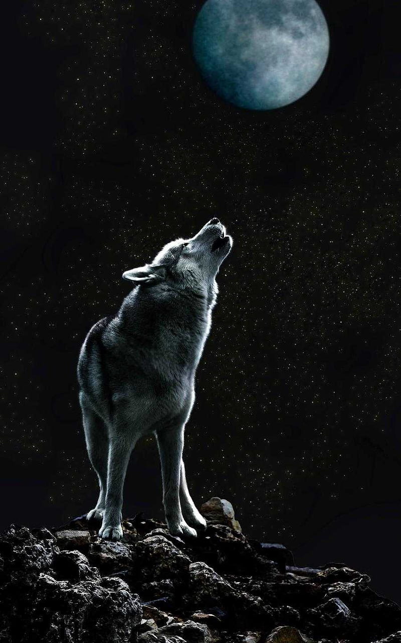 Howl at the Moon, wolf, wolves, HD phone wallpaper