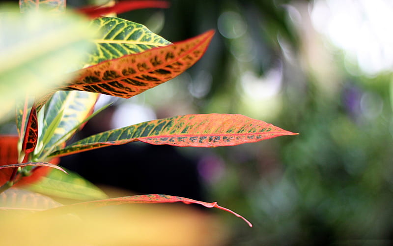 leaves -Plant macro graphy, HD wallpaper