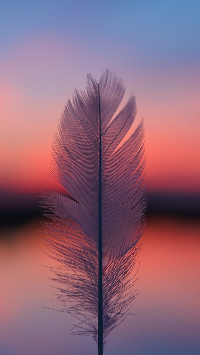 Feather , blur, sunset, focus, macro, HD phone wallpaper