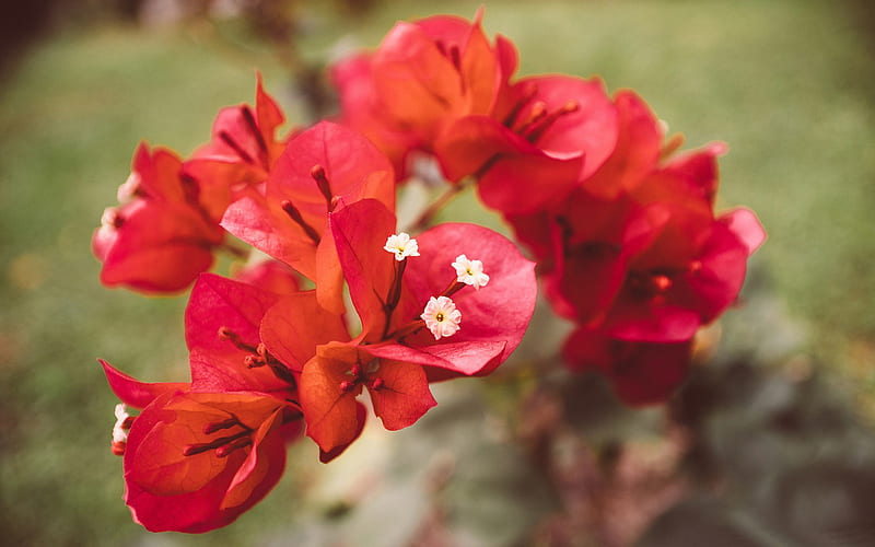Red bougainvillea flowers-High Quality, HD wallpaper