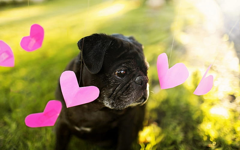 Black Pug, puppy, dogs, corazones, Pug, cute animals, pets, Pug Dog, HD wallpaper