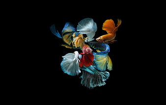 Betta test, black, blue, fighting fish, fish, red, HD phone wallpaper ...