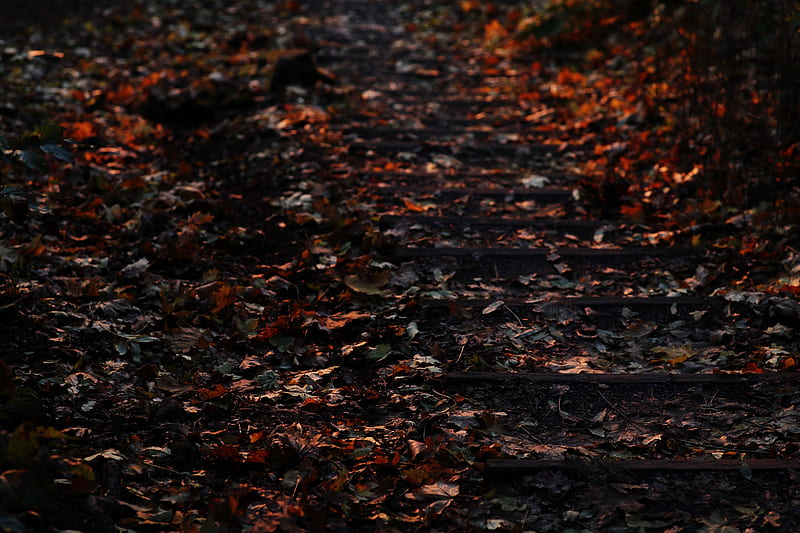 brown dried leaves on ground, HD wallpaper