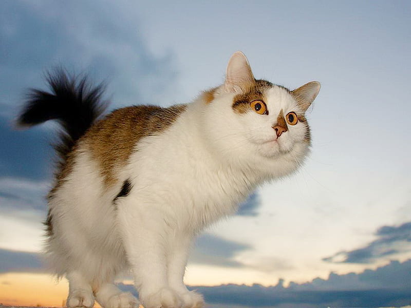 Looking at the horizon, feline, cat, kitten, animal, sweet, HD wallpaper