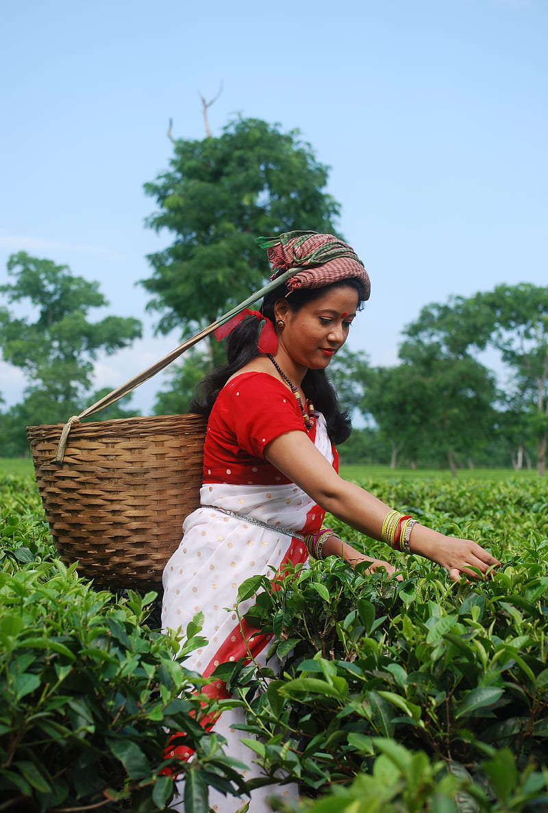 Tea Plantation, green, harvesting, leaves, farming, farmer, land, cultivation, HD phone wallpaper