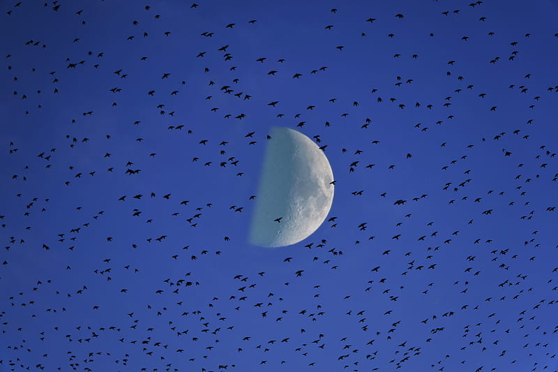 moon, birds, flock, sky, HD wallpaper