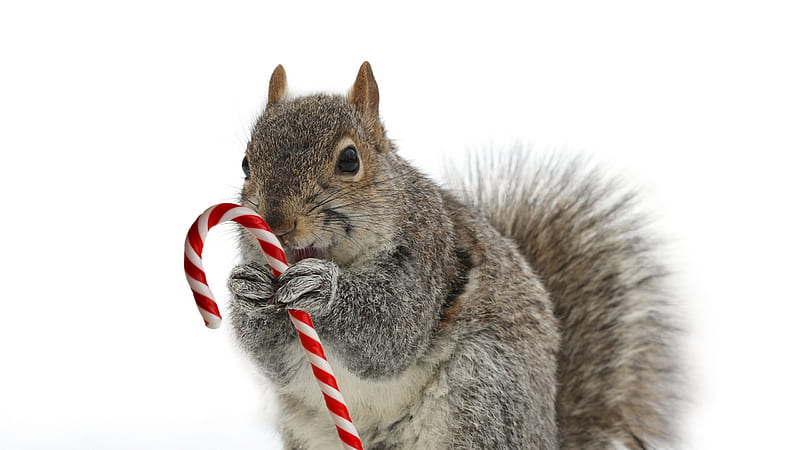 My candy, red, veverita, squirrel, craciun, christmas, animal, winter, cute, funny, candy cane, white, HD wallpaper