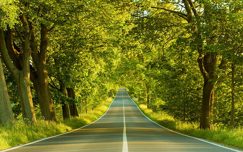 The avenue, forest, green, nature, bonito, road, trees, HD wallpaper