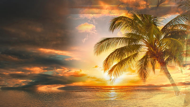 Sunset Tropical, romantic, ocean, collage, sunset, sky, palm tree, sea ...