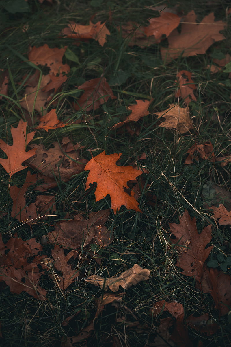 Oak, leaf, grass, autumn, HD phone wallpaper | Peakpx