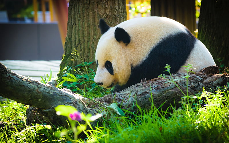 panda, big white black bear, forest, cute animals, pandas, HD wallpaper