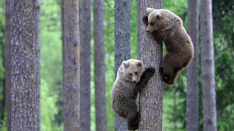 Bear Cubs Climbing Tree, cute, forest, tree, climbing, cubs, bears, HD wallpaper