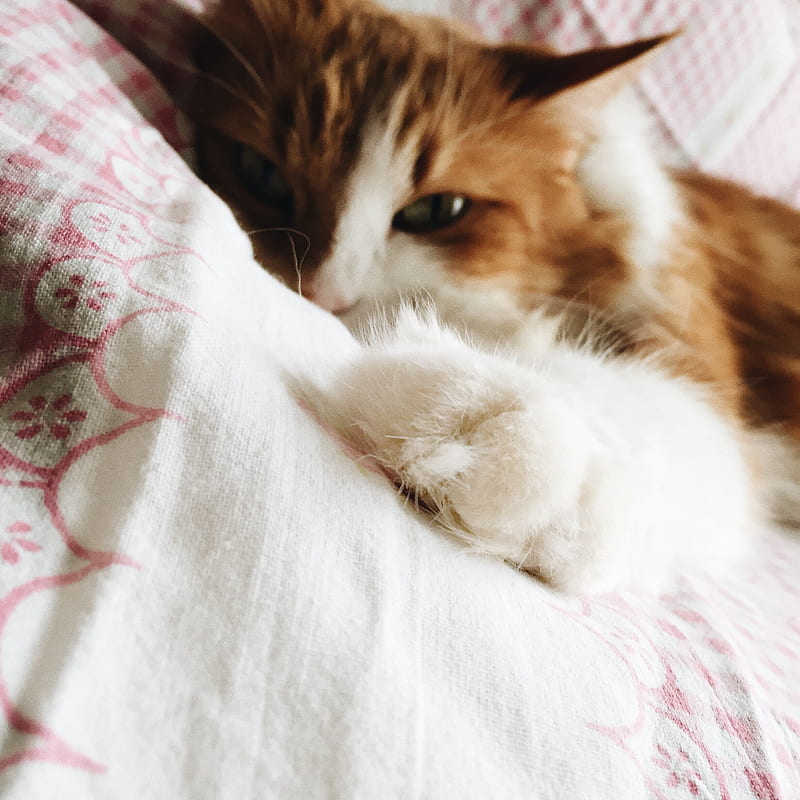 brown and white cat lying on white and red floral bed, HD phone wallpaper