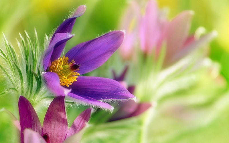 Pasque Flowers, lovely, purple, flowers, colors, love four seasons, nature, bonito, HD wallpaper