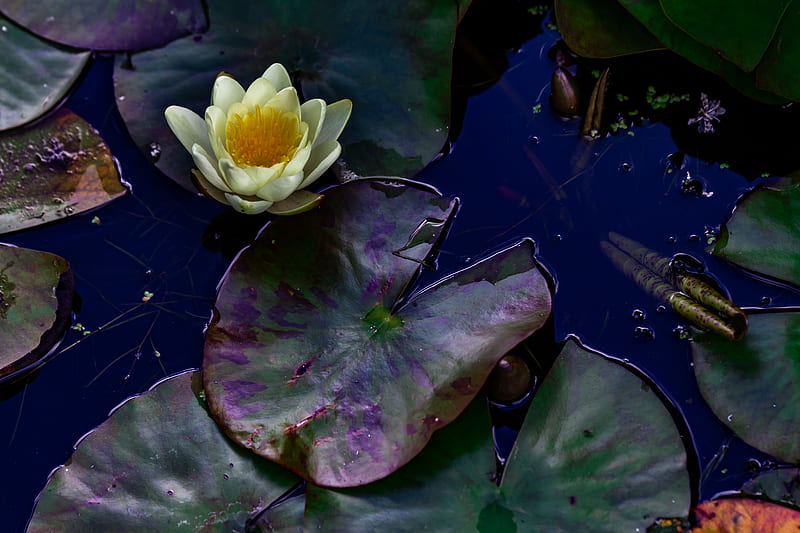 white and purple lotus flower, HD wallpaper