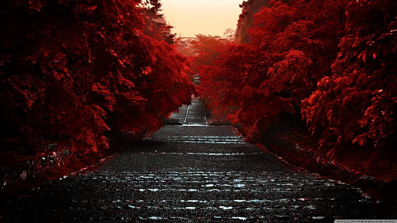 Crimson path, red, crimson, japan, dark 1366x768, HD wallpaper