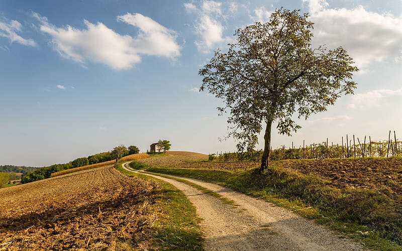 Road in Piedmont, Italy, tree, road, Italy, Piedmont, fields, landscape, HD wallpaper