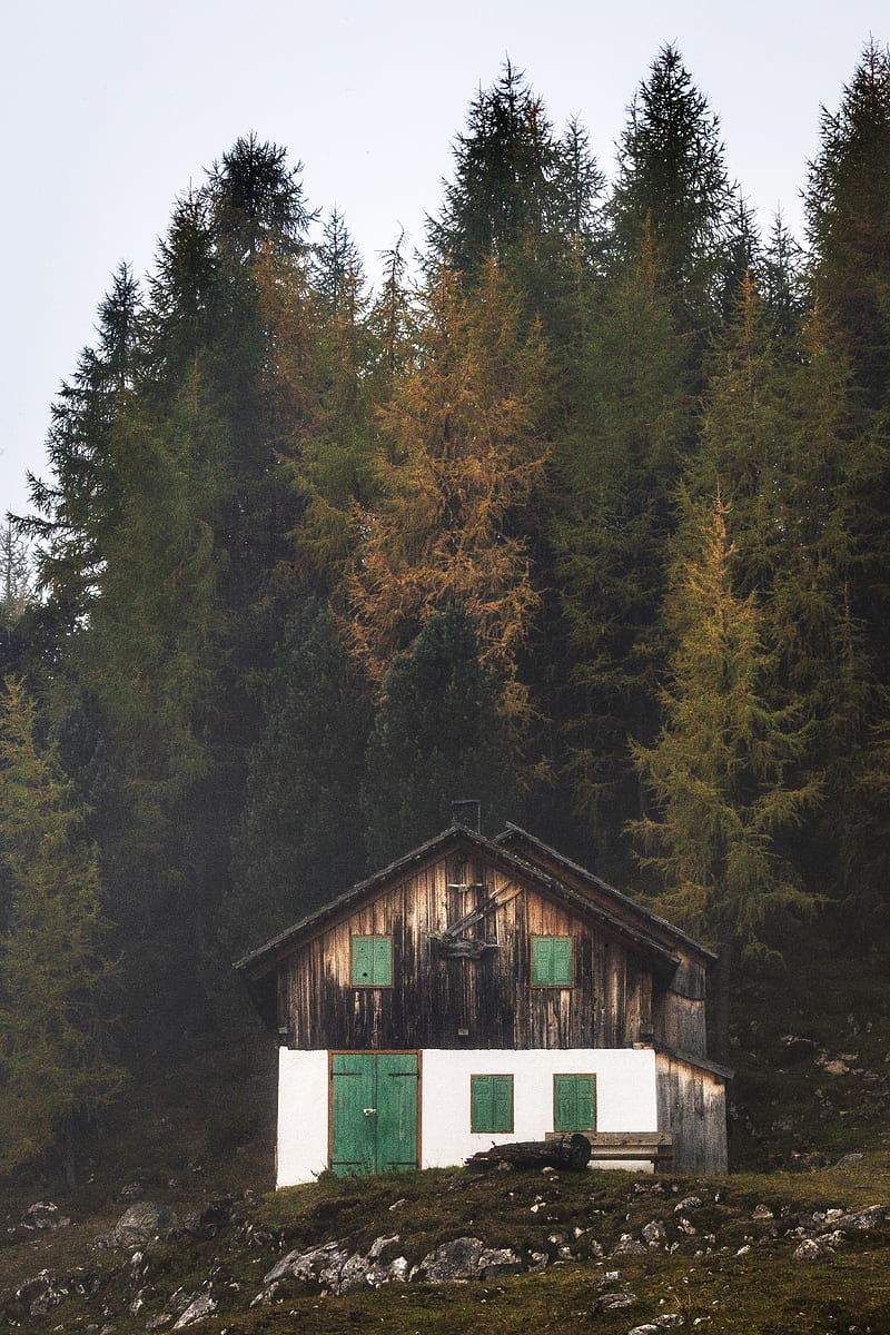 white and brown wooden house in the middle of forest, HD phone wallpaper