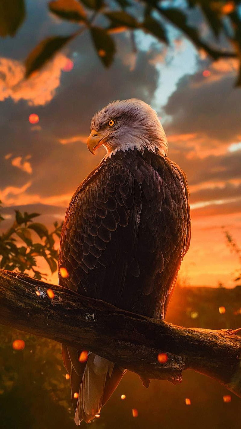 Un águila, pájaro, país, águilas, naturaleza, puesta de sol, estados  unidos, Fondo de pantalla de teléfono HD | Peakpx