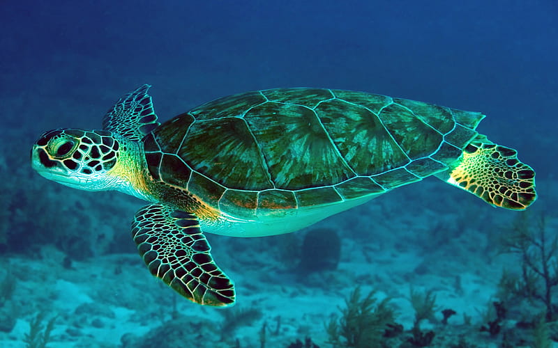 Great Barrier Reef Turtle 2020 Animal graphy, HD wallpaper