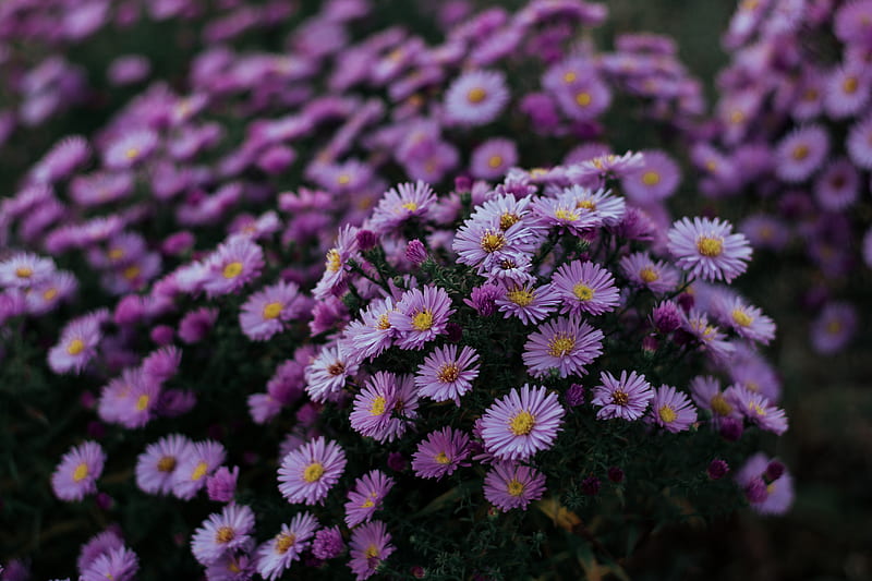 purple lilac, blurry, garden, Flowers, HD wallpaper