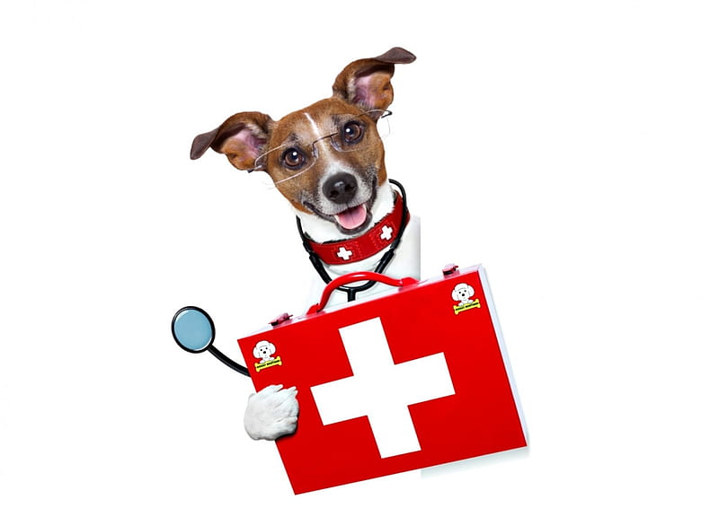 Ready for consultation?, red, doctor, glasses, caine, creative, cute, jack russell terrier, funny, white, puppy, dog, HD wallpaper