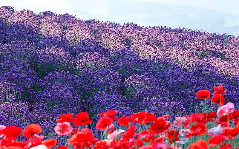 Valley of Flowers, mountain, colorful, flowers, nature, lavender, valley,  HD wallpaper | Peakpx