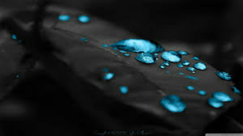 water drops, black, blue, dark, leaf, purple, screen, HD wallpaper