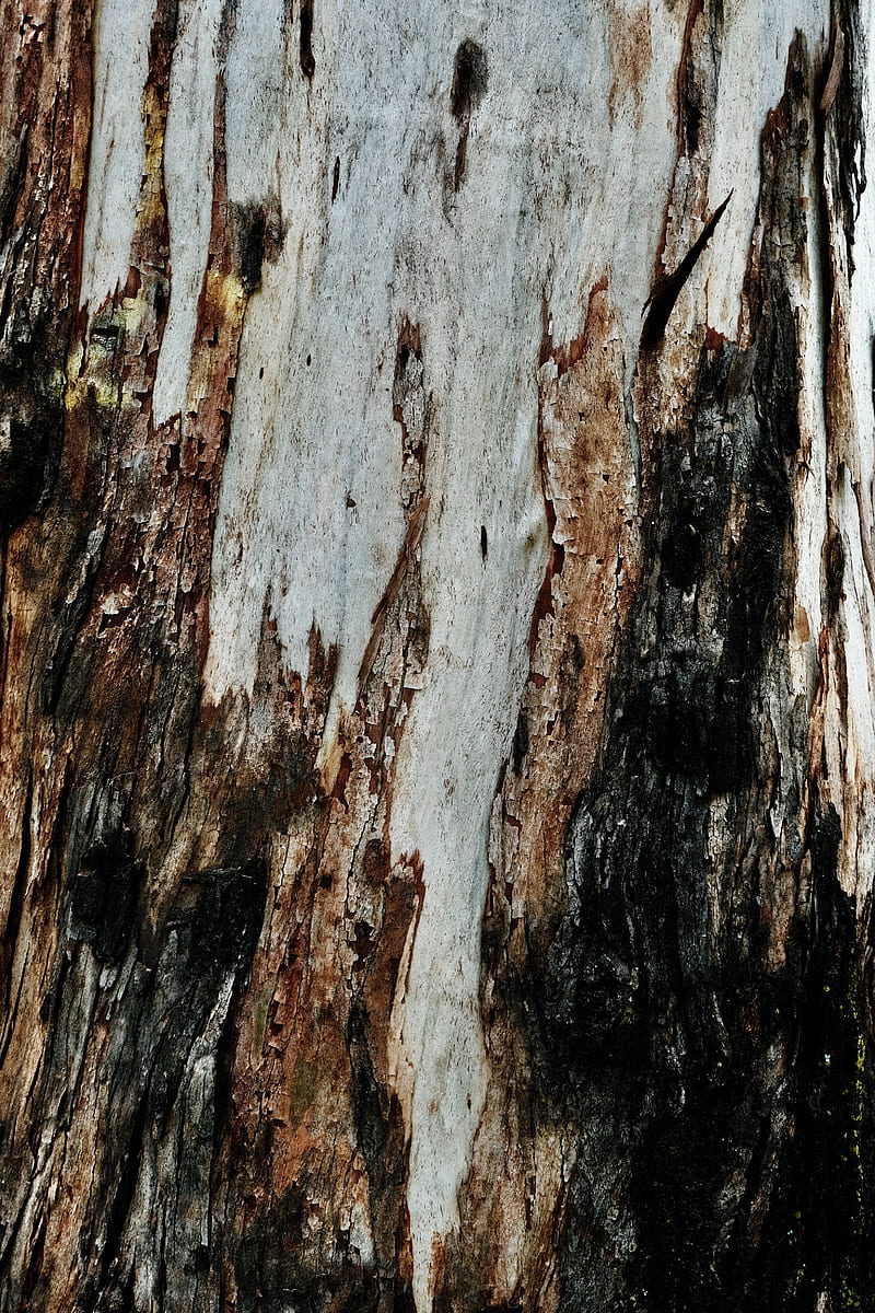 bark, wood, texture, wooden, relief, HD phone wallpaper