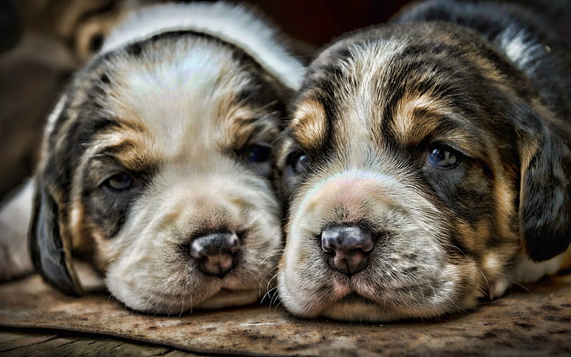 Beagle, puppies, close-up, pets, dogs, small beagle, cute animals, R, Beagle Dog, HD wallpaper
