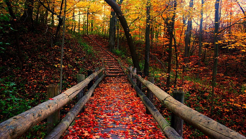 autumn leaves covered park lane, forest, autumn, leaves, lane, rails, HD wallpaper