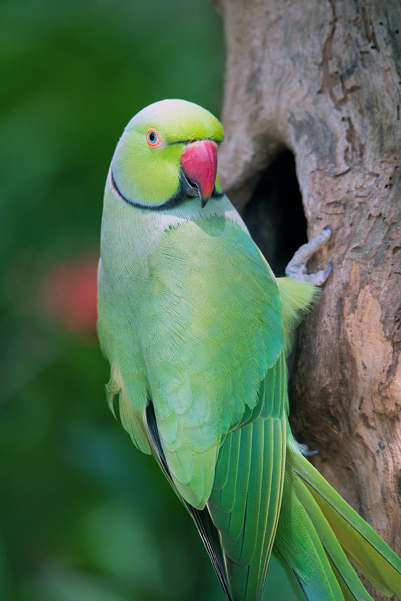 parrot, bird, tree, green, HD phone wallpaper