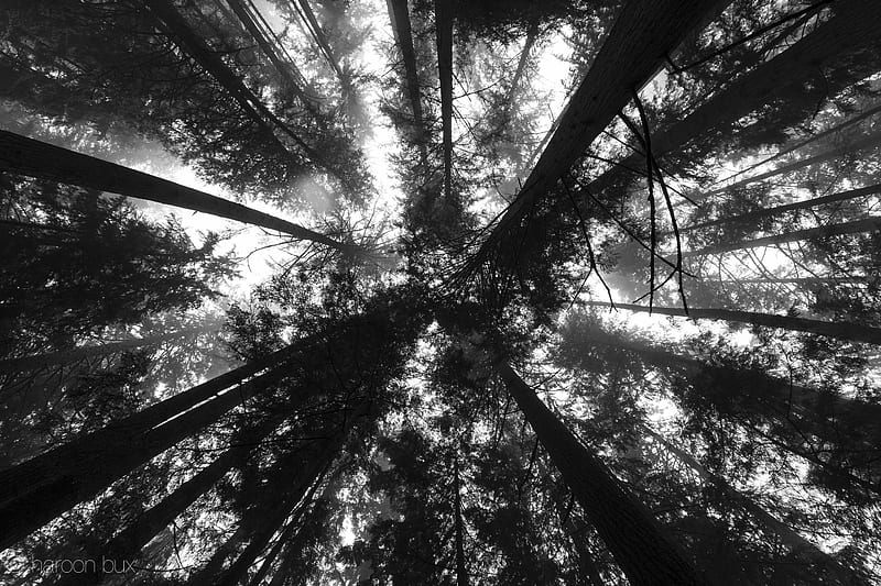 trees, bottom view, forest, black and white, HD wallpaper