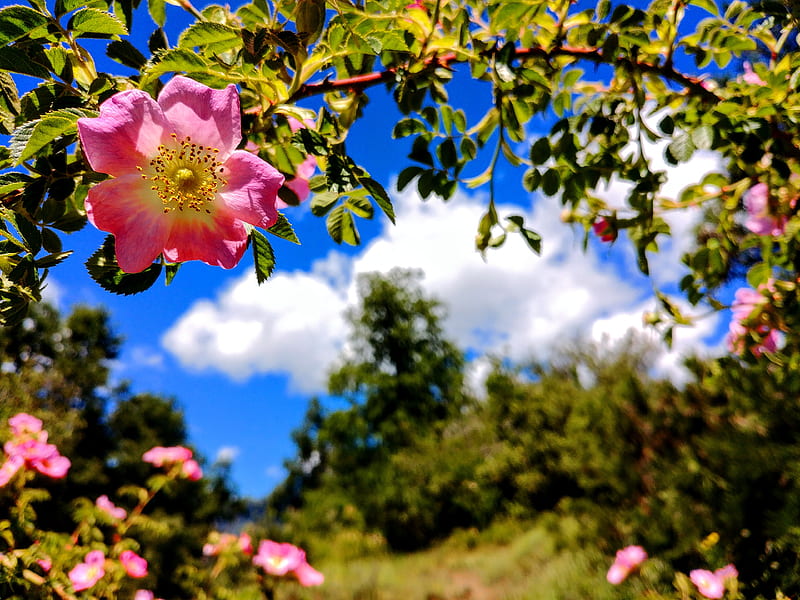 Flor del Infinito, landscape, nature, rose, verde, sky, clouds, plants, flowers, trees, magnolia, HD wallpaper