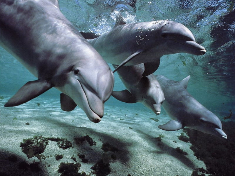 Flipper and friends, habitats, dolphins, ecosystems, endangered animals, mammals, animals, sea, blue, HD wallpaper