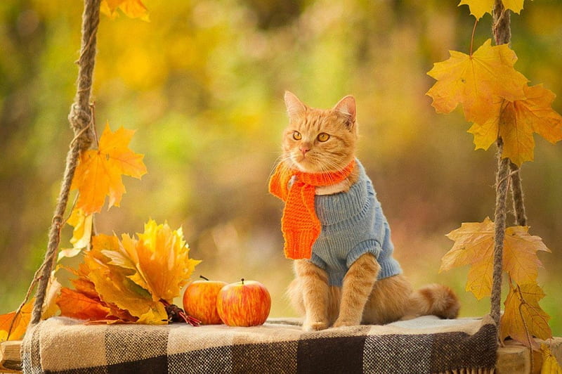 Autumn Cat, Fall, apples, blanket, cat, leaves, sweater, swing, scarf, Autumn, HD wallpaper