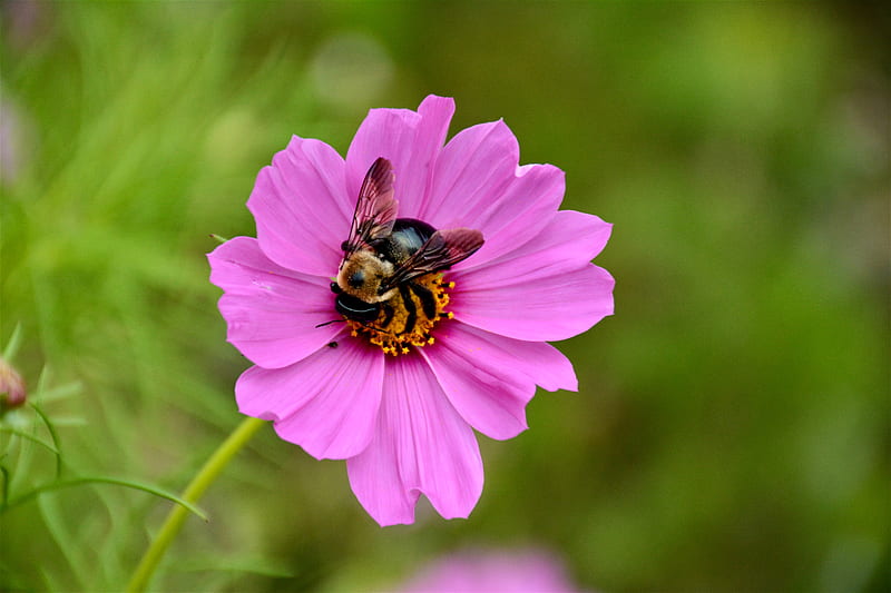 Shallow Focus graphy of Bee on Pink Flower, HD wallpaper