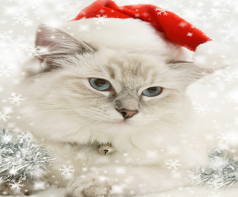 Christmas Cat, red, pretty, bonito, adorable, magic, xmas, sweet, graphy, magic christmas, beauty, face, blue eyes, animals, lovely, holiday, christmas, kitty, new year, happy new year, cat, cat face, cute, paws, merry christmas, eyes, cats, kitten, white, HD wallpaper