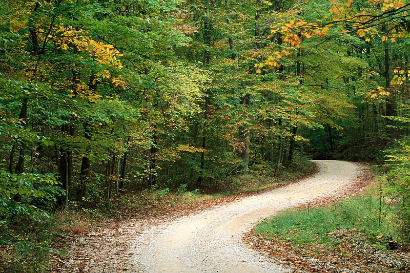 road through woods, road, trees, outdoors, woods, HD wallpaper