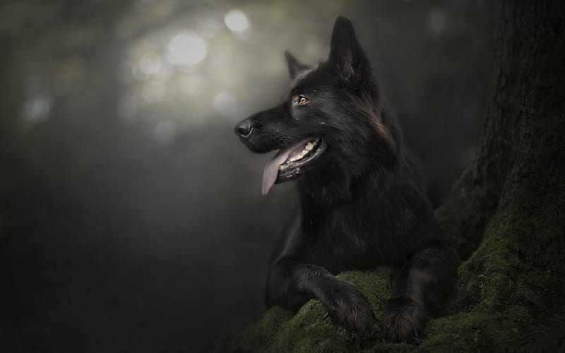Black German Shepherd, forest, bokeh, black dog, cute animals, German Shepherd, dogs, German Shepherd Dog, HD wallpaper