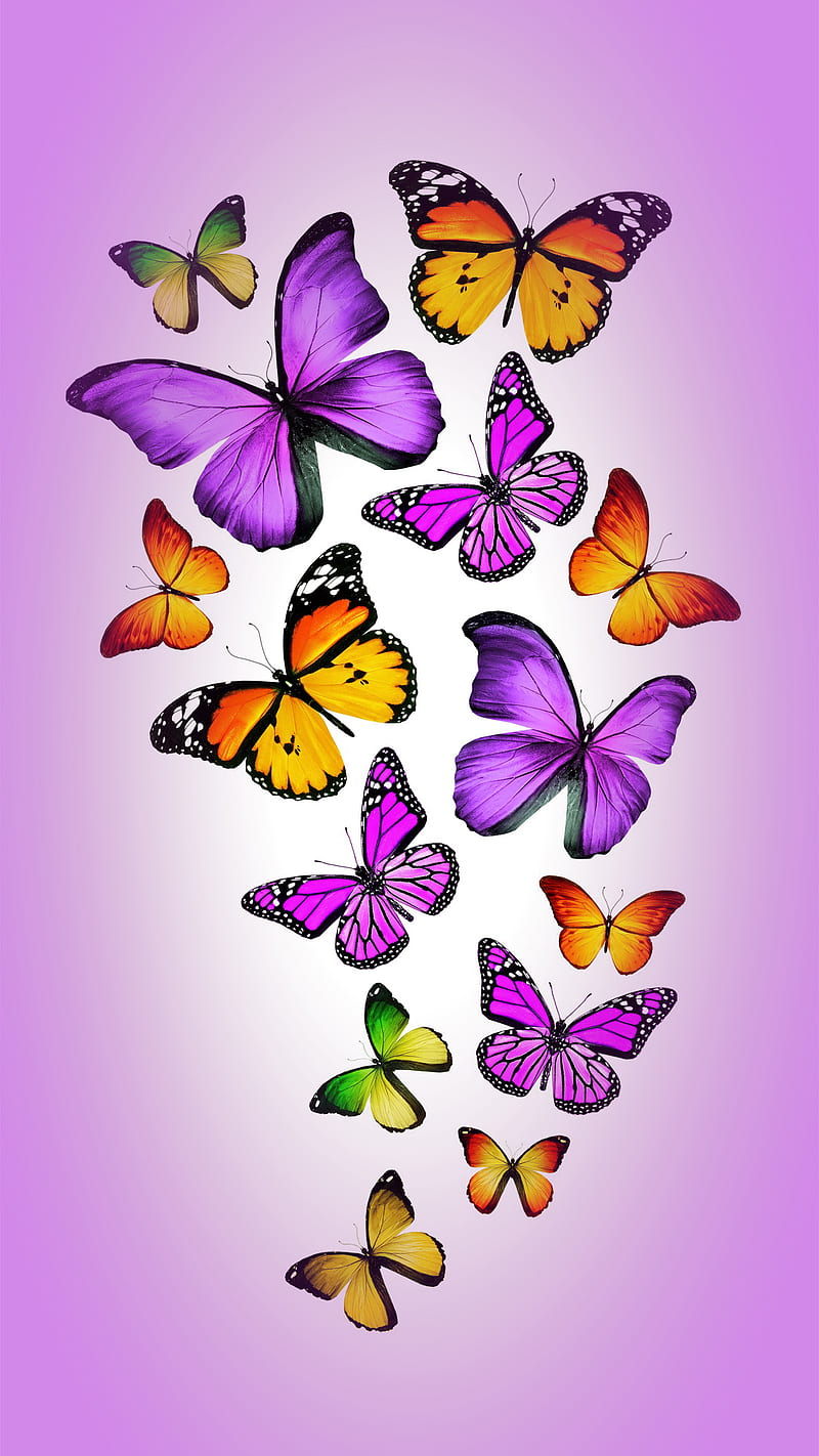 Butterflies, colorful, purple, HD phone wallpaper