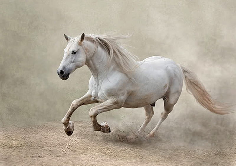 In The Arena, gris, dust, andalusian, horses, spanish, mist, HD wallpaper